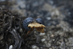 Venezillo stuckchensis