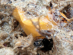 Doriopsilla carneola