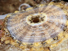 Amblychilepas nigrita