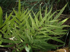 Pteris cretica