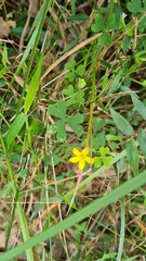 Oxalis chnoodes