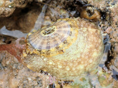 Amblychilepas nigrita