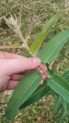 Corymbia citriodora