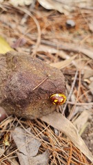 Paropsis maculata
