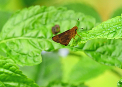 Oriens goloides