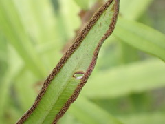 Pteris cretica