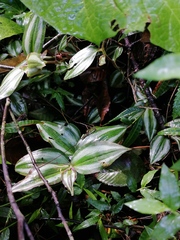 Tradescantia zebrina