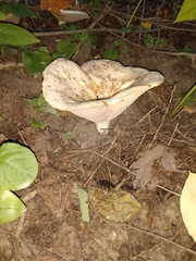 Lactarius pubescens