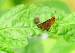 Oriens goloides