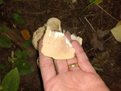 Lactarius pubescens