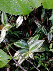 Tradescantia zebrina