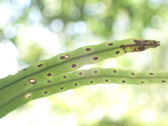 Lepisorus monilisorus