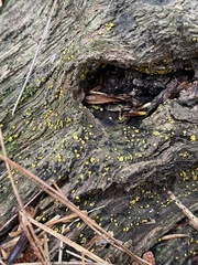 Chlorosplenium