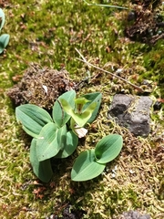 Chiloglottis