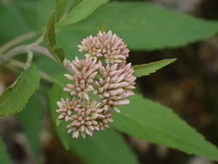 Eupatorium formosanum
