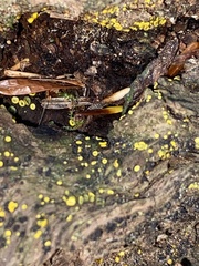 Chlorosplenium