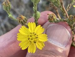 Deinandra paniculata