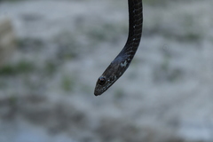 Masticophis fuliginosus