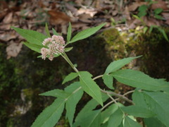 Eupatorium formosanum