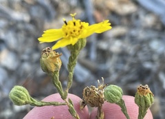 Deinandra paniculata