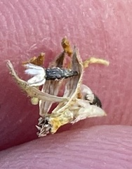 Deinandra paniculata