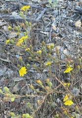 Deinandra paniculata