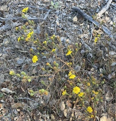 Deinandra paniculata