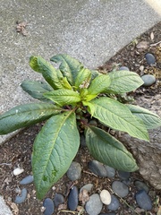 Phytolacca