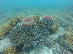 Acanthaster planci
