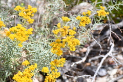Isocoma pluriflora