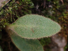 Pyrrosia