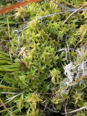 Sphagnum angustifolium