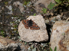 Euphydryas editha