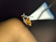 Perdita chamaesarachae