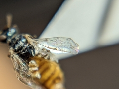 Perdita chamaesarachae