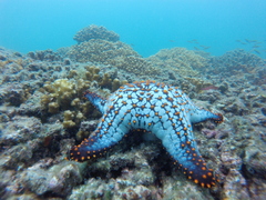 Pentaceraster cumingi