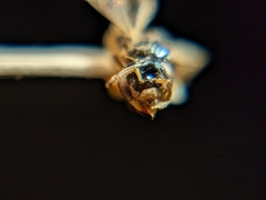 Perdita chamaesarachae