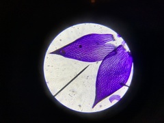 Sphagnum angustifolium