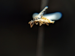 Perdita chamaesarachae