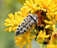Acmaeodera maculifera