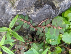 Euphorbia thymifolia