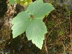 Eriocapitella vitifolia