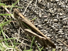 Aiolopus thalassinus tamulus