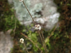 Eriocapitella vitifolia