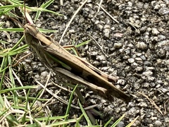 Aiolopus thalassinus tamulus