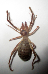 Solifugae