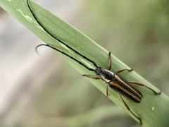 Sphaenothecus bilineatus