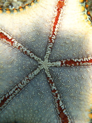 Pentaceraster cumingi