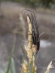 Sphaenothecus bilineatus