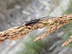 Sphaenothecus bilineatus